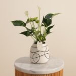 Elegant White Anthurium Plant