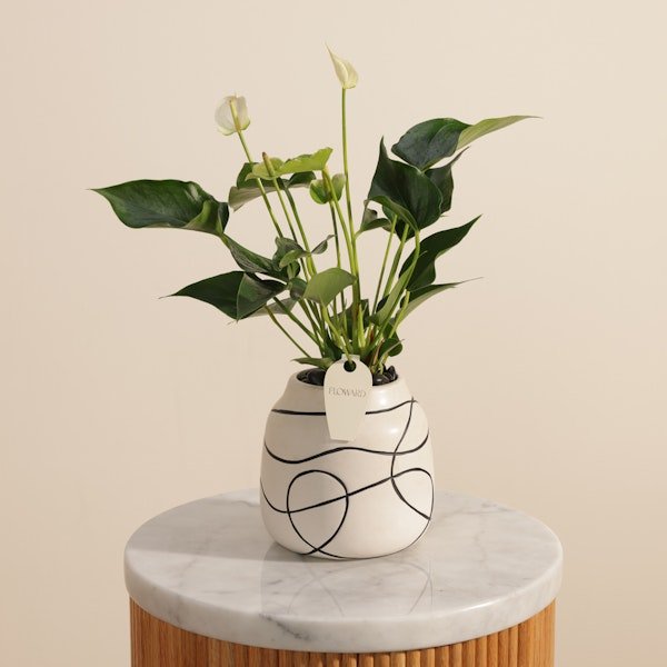 Elegant White Anthurium Plant